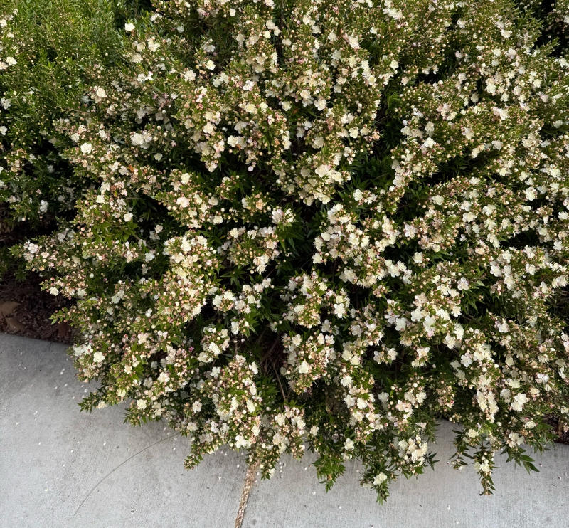 Myrtus communis 'Compacta'