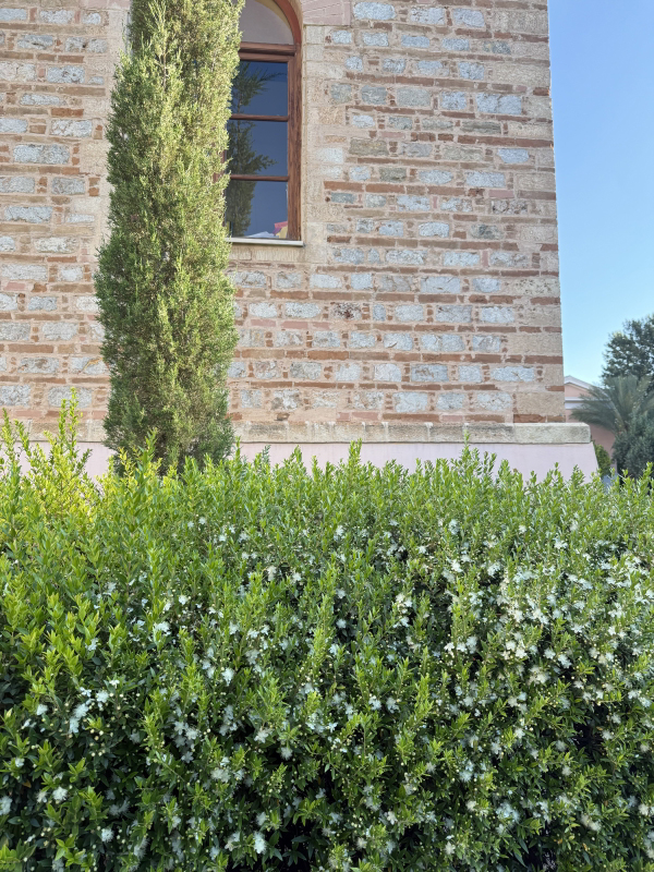 Myrtus communis 'Compacta'