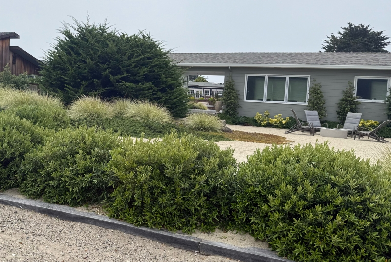 Olea europaea 'Little Ollie'