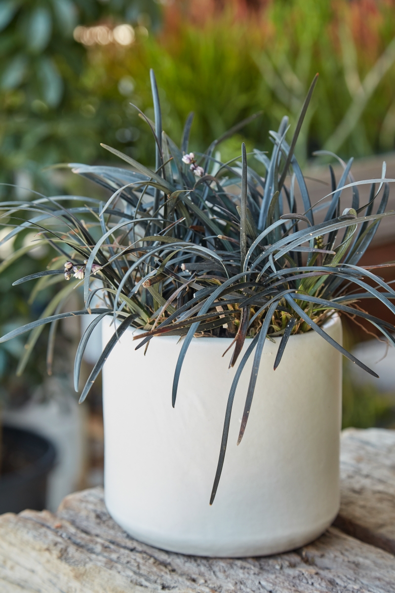 Ophiopogon planiscapus 'Nigrescens'