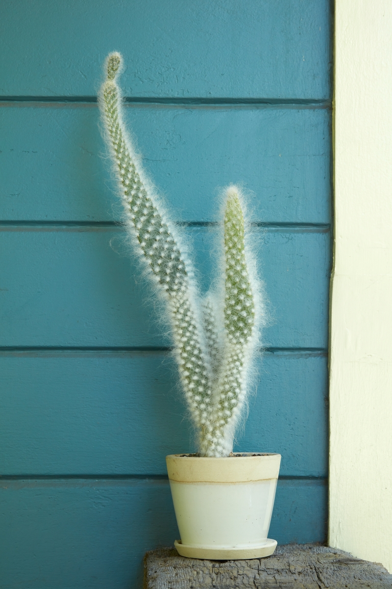 Opuntia erinacea 'Snow Bear'