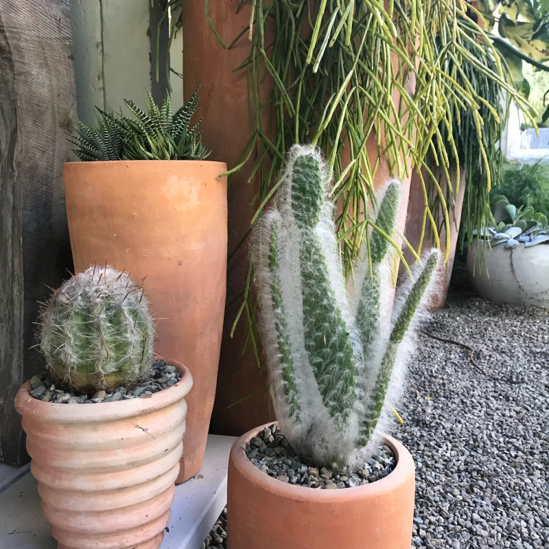 Opuntia erinacea 'Snow Bear'