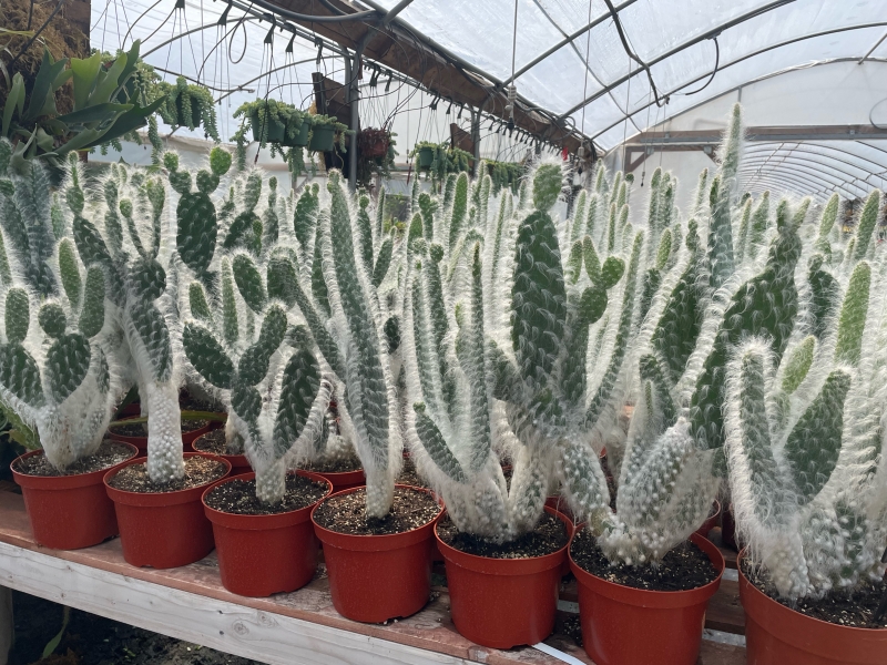 Opuntia erinacea 'Snow Bear'