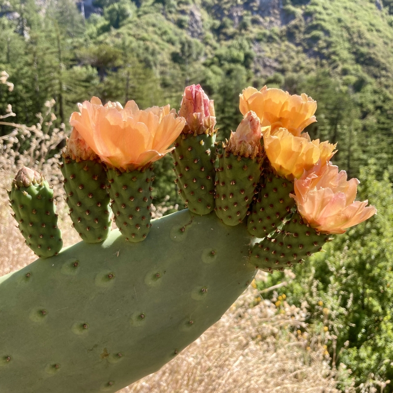 Opuntia ficus-indica 'Burbank Spineless'