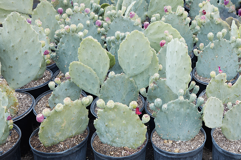 Opuntia gomei 'Old Mexico'