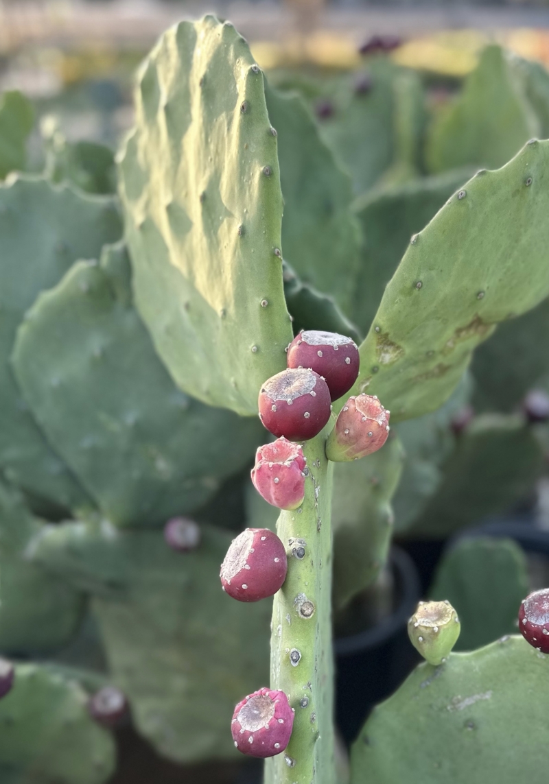 Opuntia gomei 'Old Mexico'