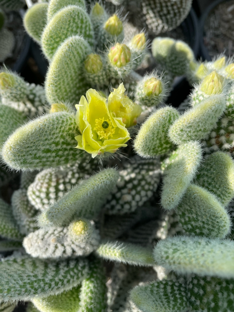 Opuntia microdasys 'Albispina'