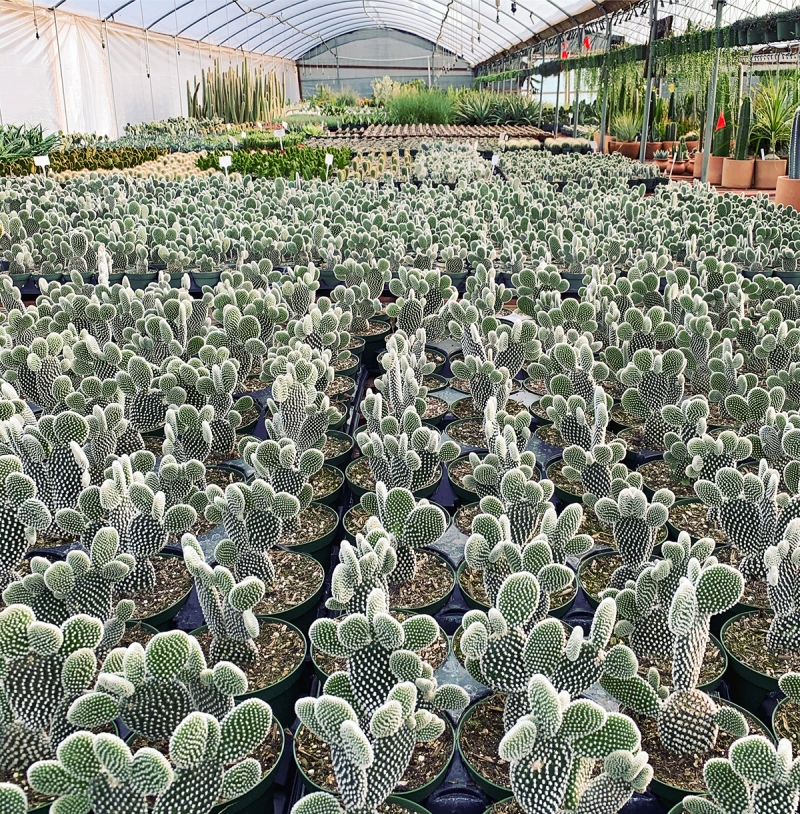 Opuntia microdasys 'Albispina'