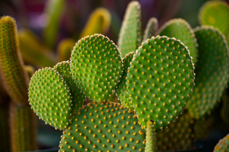 Opuntia microdasys var. pallida