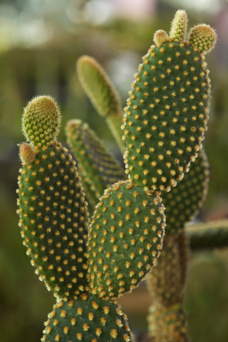 Opuntia microdasys 'Yellow'