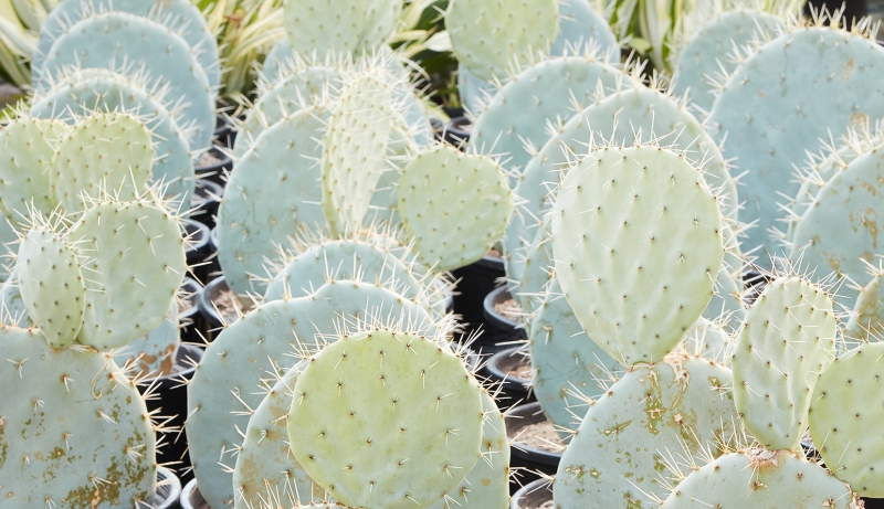 Opuntia robusta