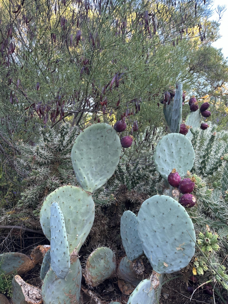 Opuntia robusta