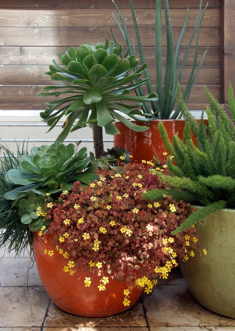 Oxalis vulcanicola 'Velvet Sunset'