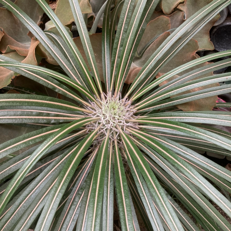 Pachypodium geayi