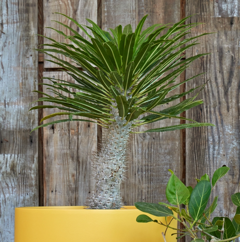 Pachypodium lamerei