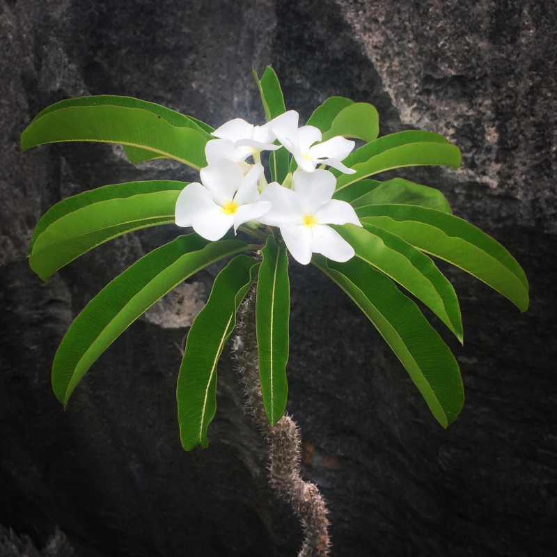 Pachypodium lamerei [cutie]