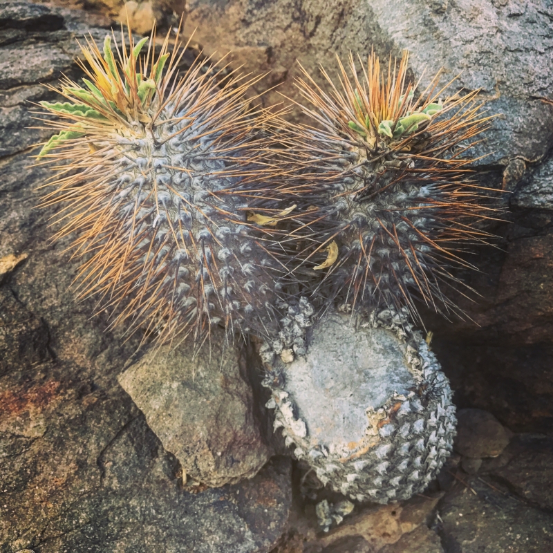 Pachypodium namaquanum