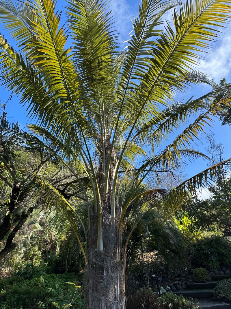 Parajubaea torallyi var. torallyi