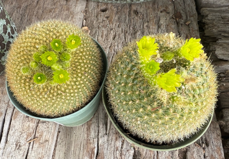 Parodia haselbergii