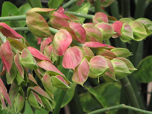 Pedilanthus bracteatus