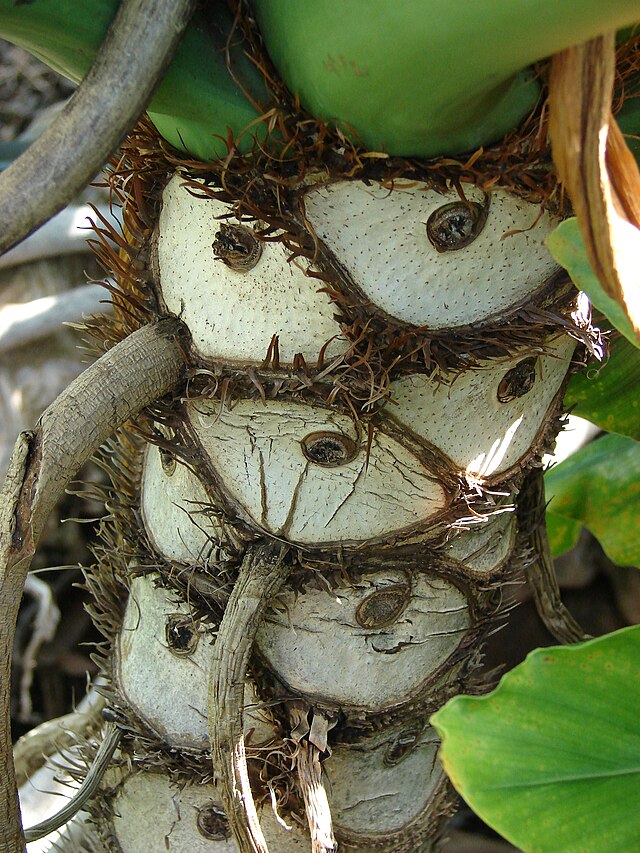 Philodendron selloum