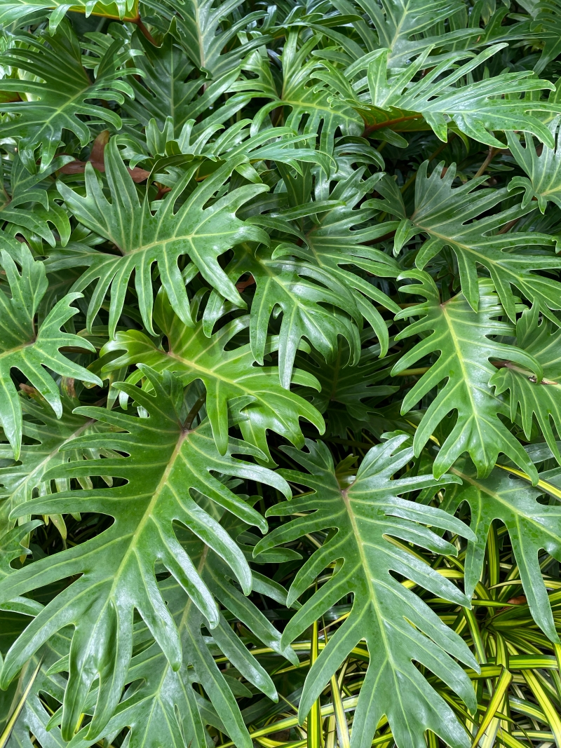 Philodendron 'Xanadu'