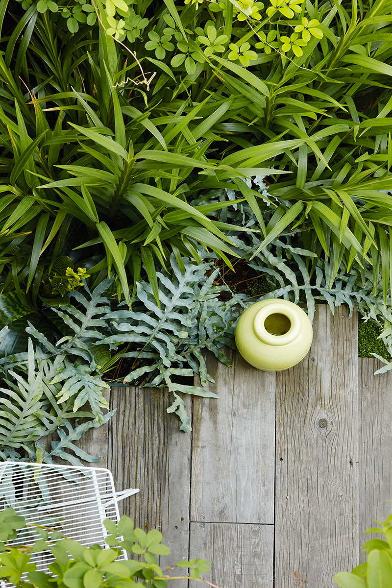 Phlebodium aureum 'Blue Star'