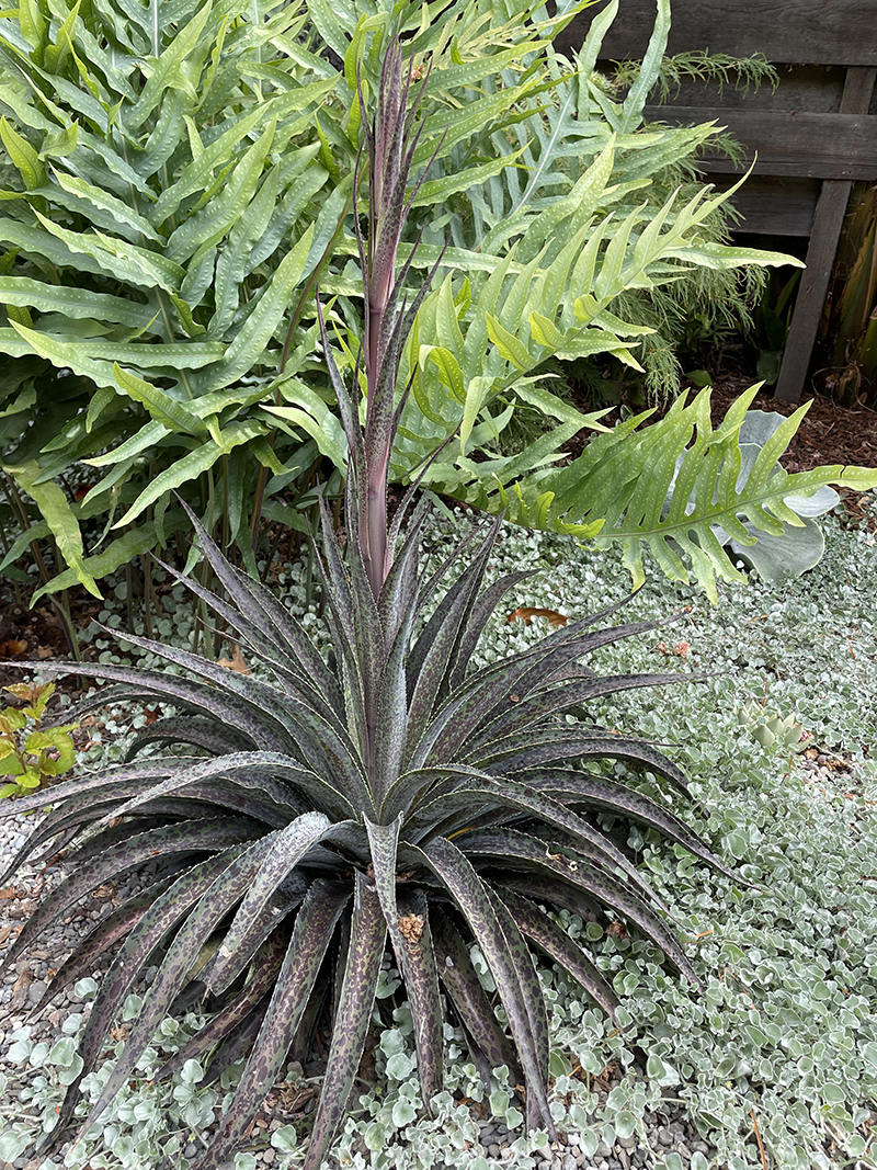 Phlebodium aureum 'Blue Star'