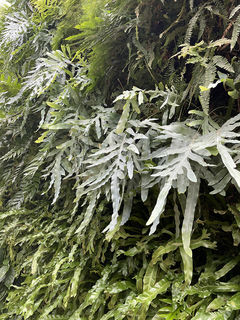 Phlebodium aureum 'Blue Star'