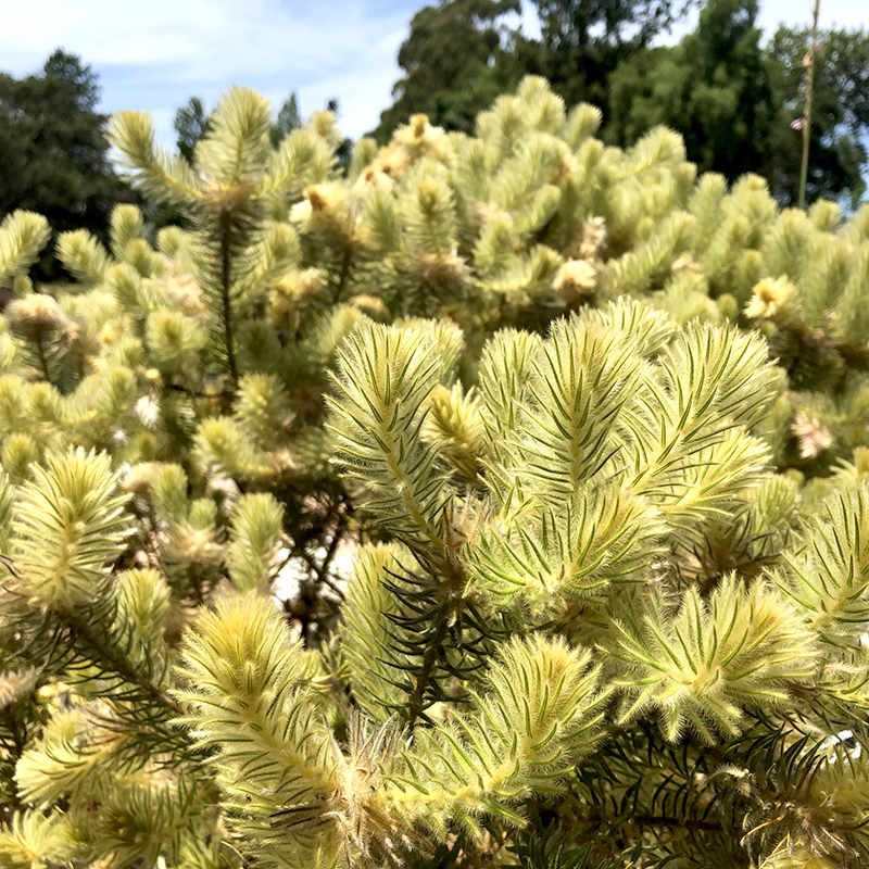 Phylica pubescens