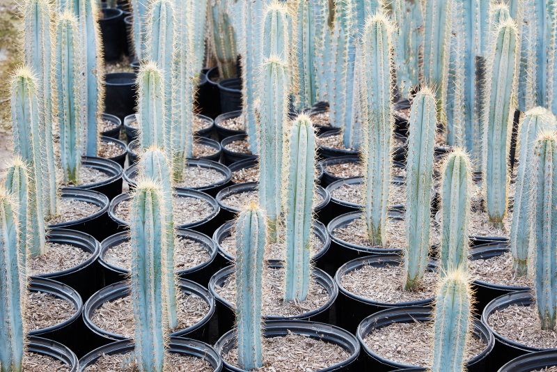 Pilosocereus azureus