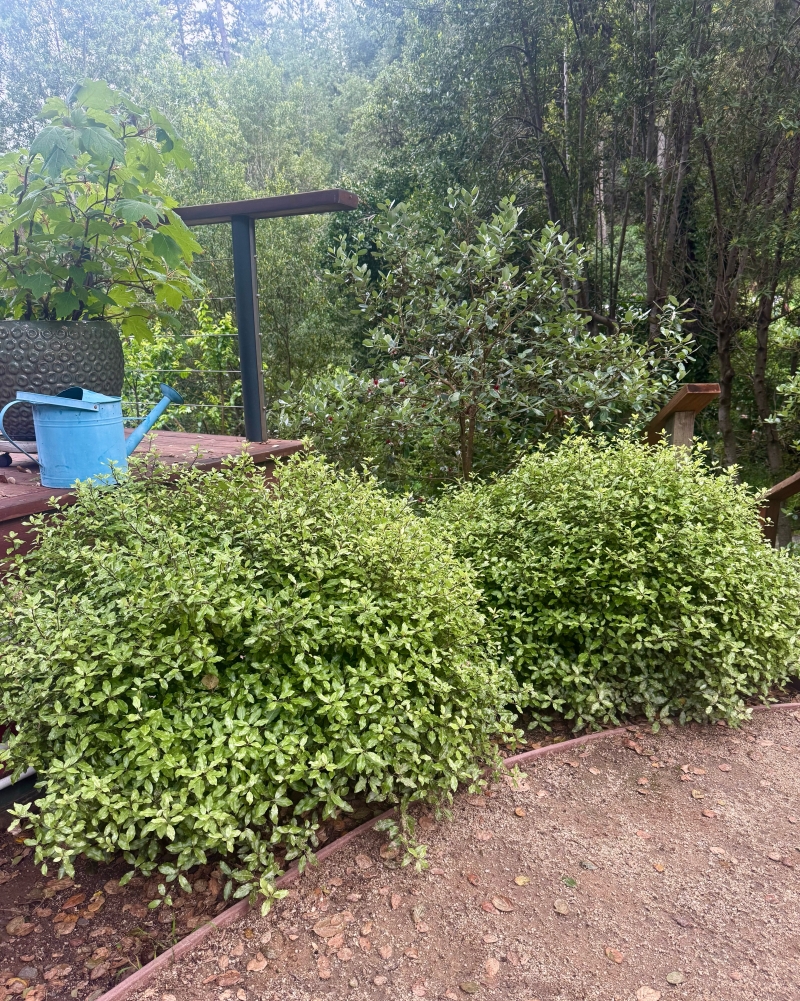 Pittosporum tenuifolium 'Golf Ball'