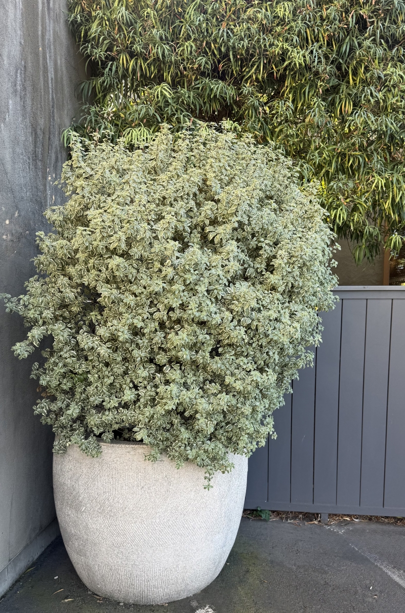 Pittosporum tenuifolium 'Marjorie Channon'