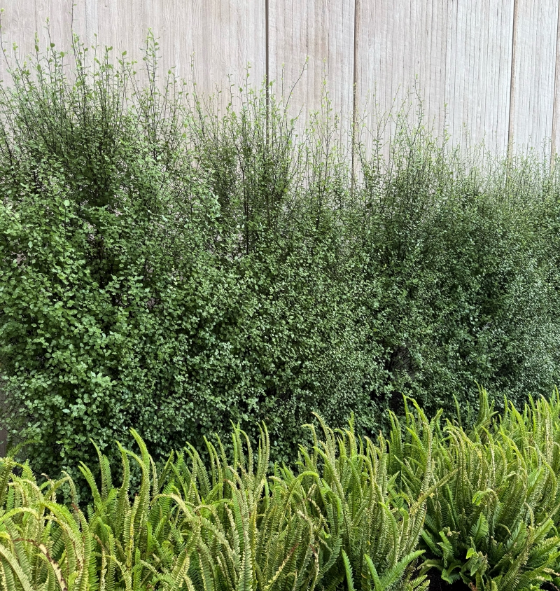 Pittosporum tenuifolium 'Silver Sheen'
