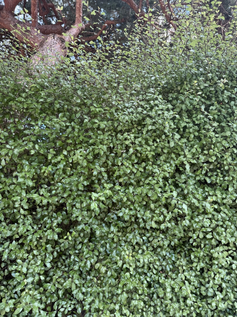 Pittosporum tenuifolium 'Wrinkled Blue'