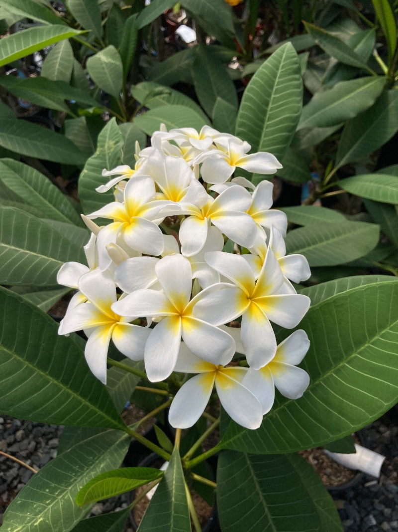 Plumeria 'Luna'