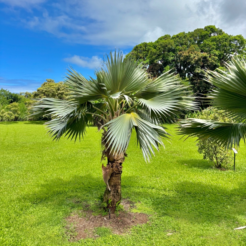 Pritchardia hillebrandii