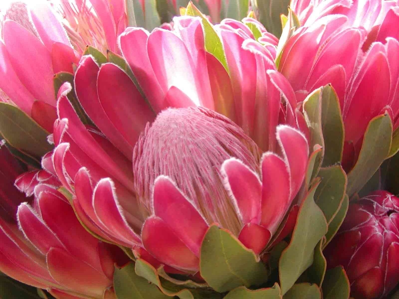 Protea 'Brenda'