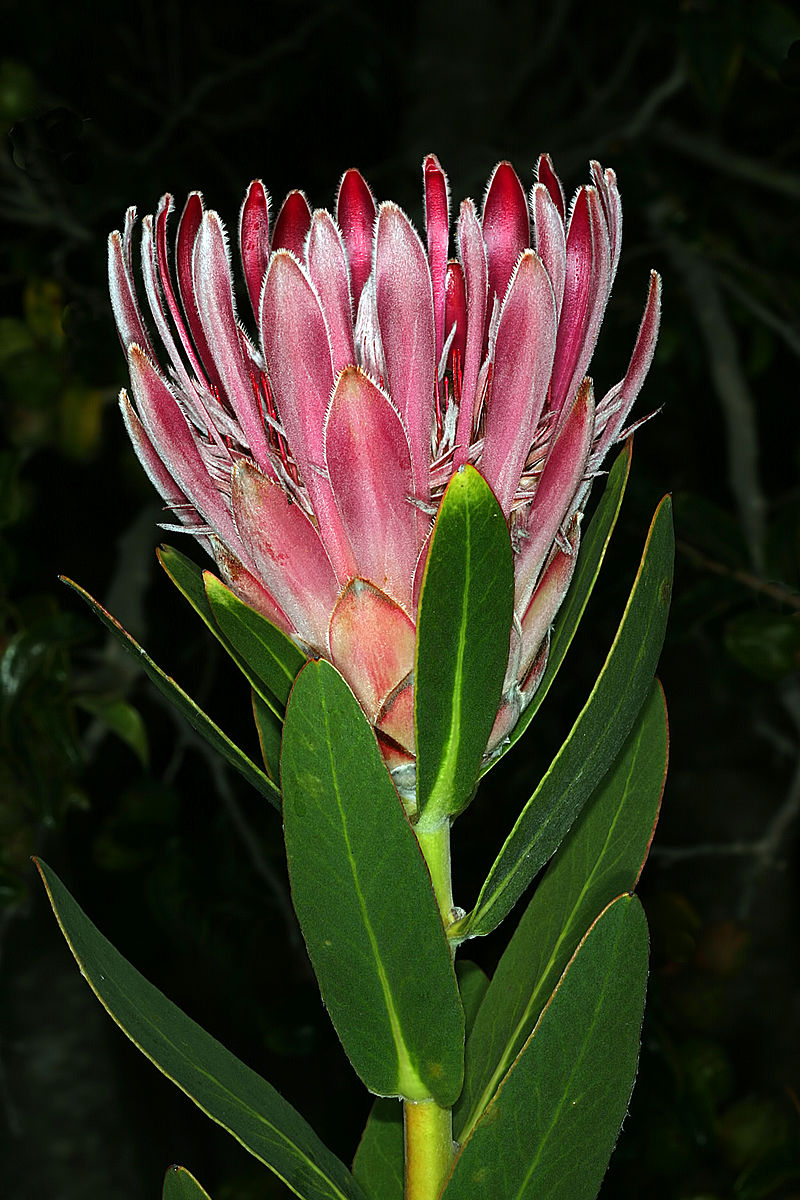 Protea compacta