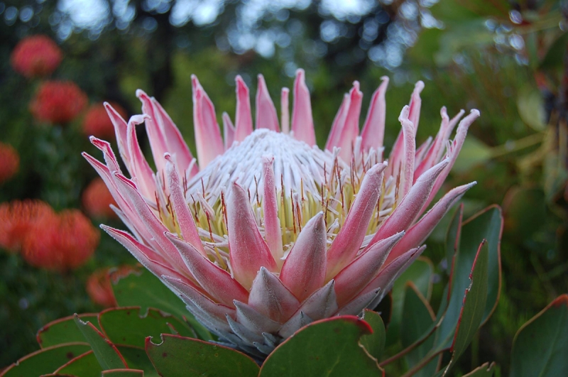 Protea cynaroides