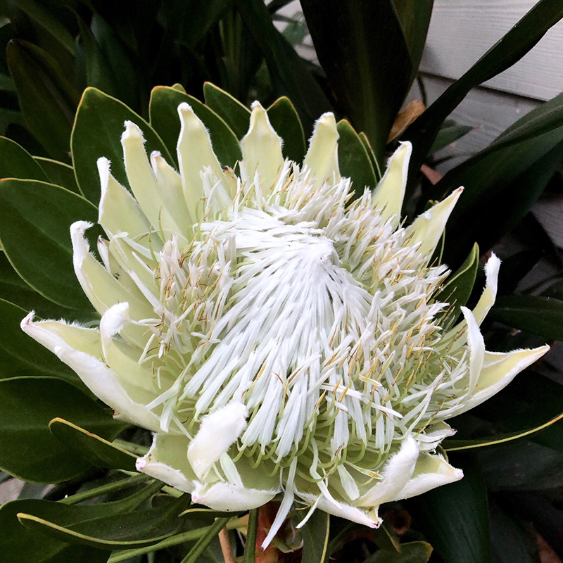 Protea cynaroides 'Arctic Ice'