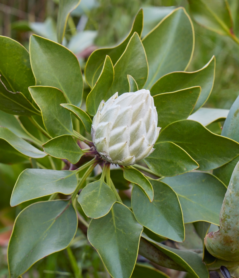 Protea cynaroides 'Arctic Ice'