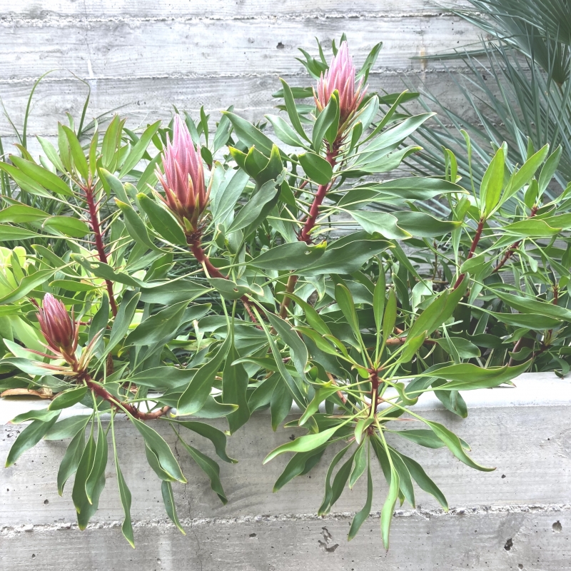 Protea cynaroides 'Mini King'