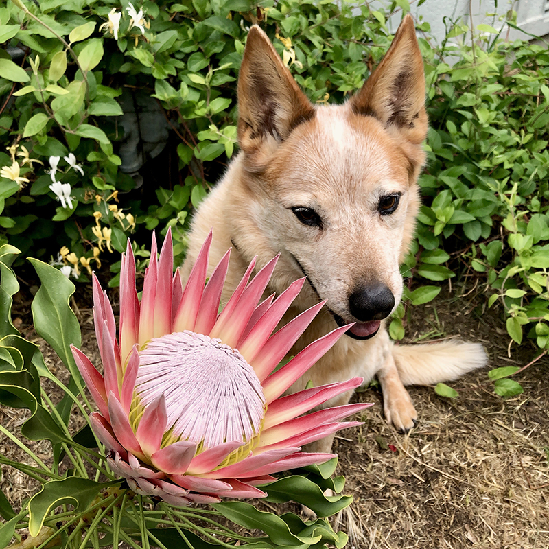 Protea cynaroides 'Pink King'