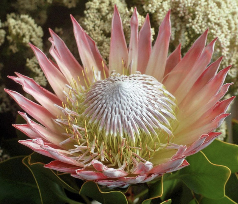 Protea cynaroides 'Pink King'