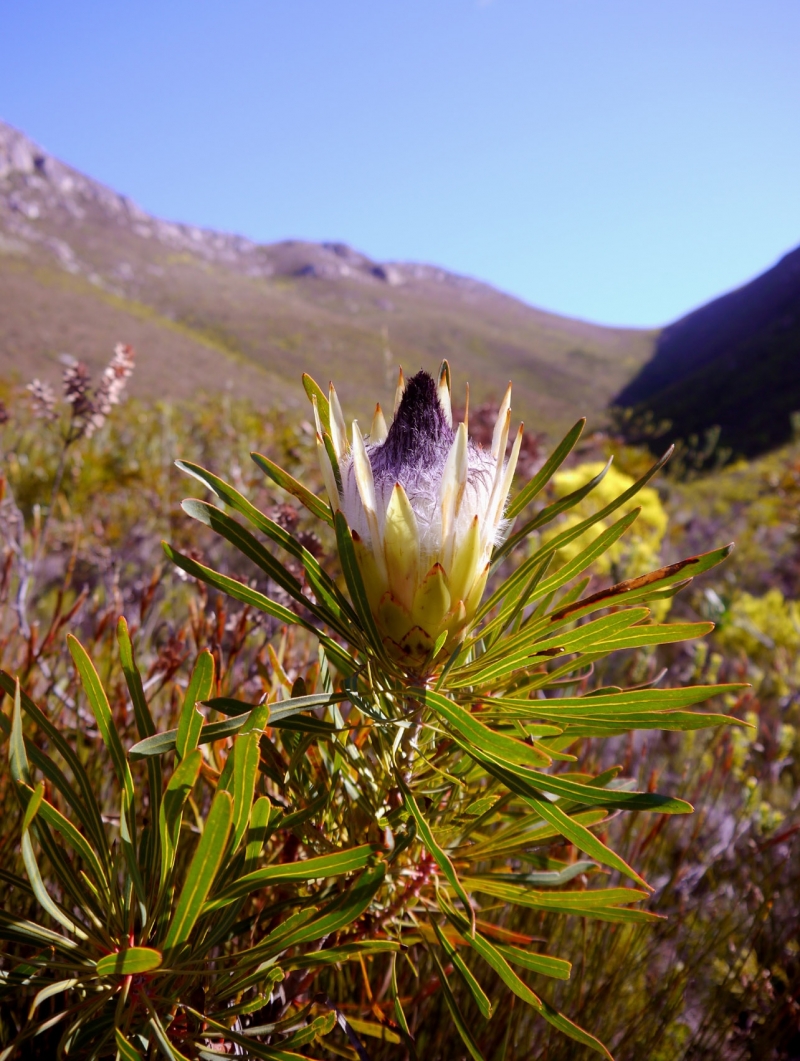 Protea longifolia