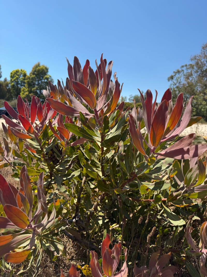 Protea magnifica x susannae 'Susara'