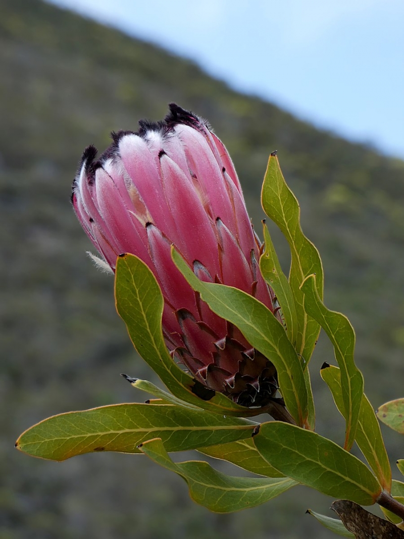 Protea neriifolia