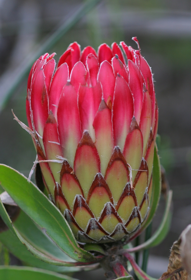 Protea obtusifolia 'Red'