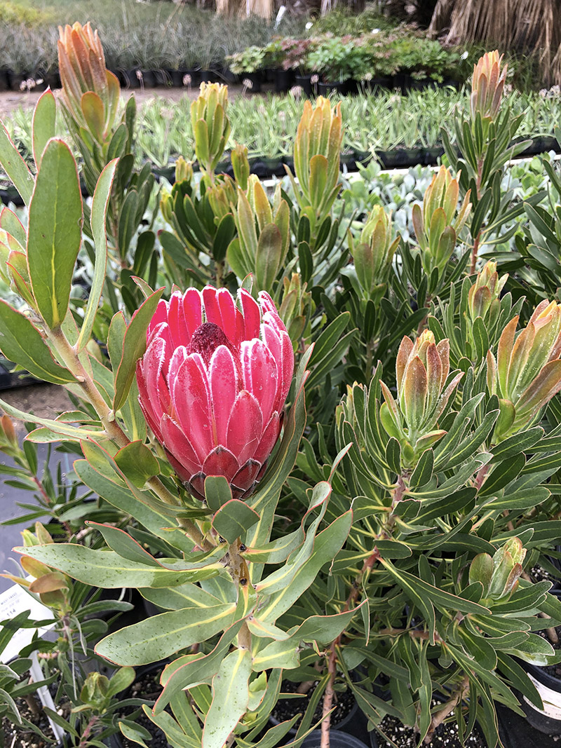 Protea 'Pink Ice'